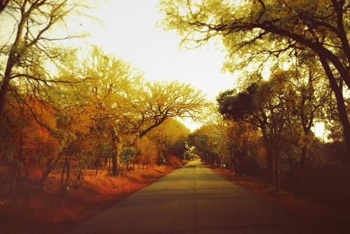 road autumn trees color fall nikon seasons coolpix change vanishing s8100