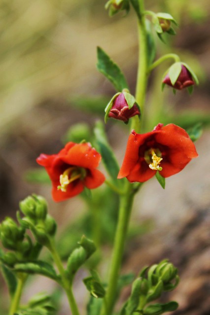 Alonsoa meridionalis (Flor del Soldado)