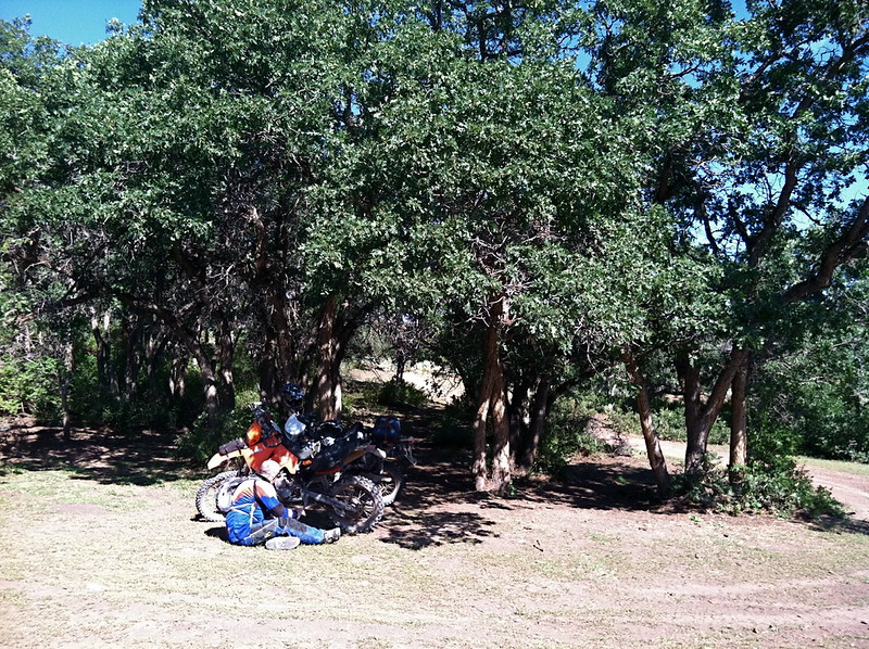 Oil Leak Under Oaks