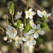 Flickr photo 'Prunus domestica (s. lat.) (48°08' N 16°27' E)' by: HermannFalkner/sokol.