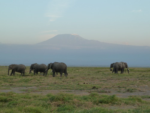 africa elephant kilimanjaro animals kenya wildlife amboseli