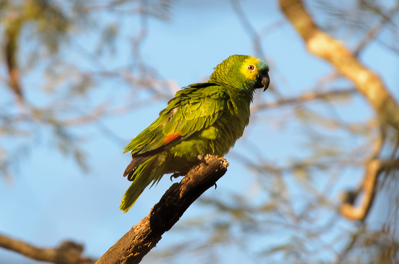 Amazon Blue Fronted Parrot