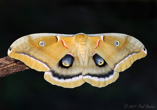 Polyphemus Moth (Antheraea polyphemus) Hodges #7757