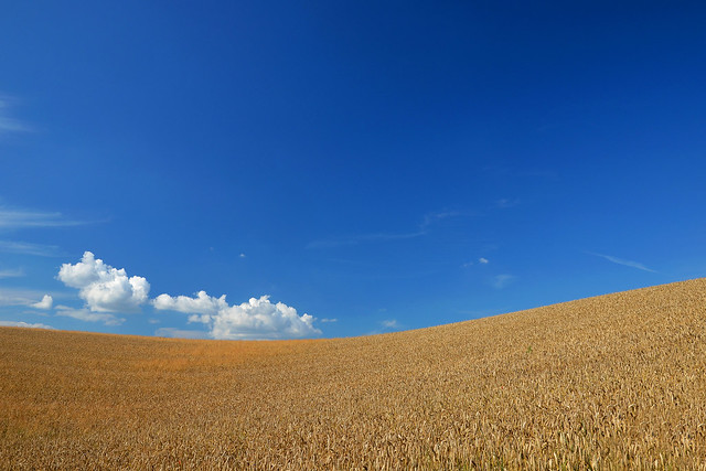 Wheat - Lejre - landscape