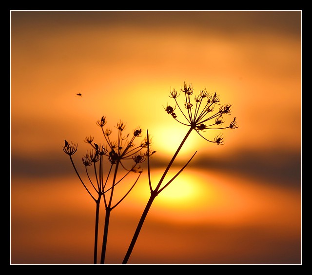 Sunset Bug......