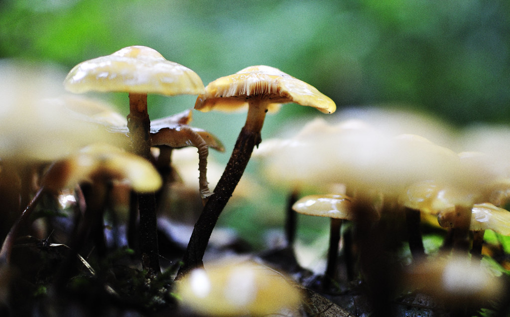 Pilze // mushrooms