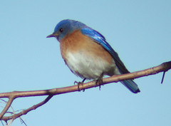 Eastern Bluebird, Yellow Creek State Park, Indiana Co., PA