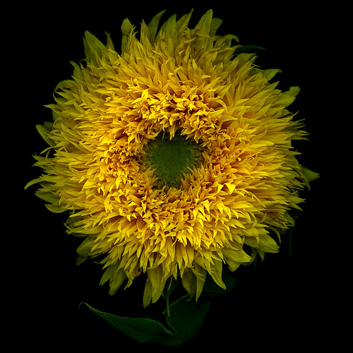 TURN YOUR FACE TOWARDS THE SUN...LET IT BE...                                                                                                                         The Teddy Bear Sunflower by magda indigo