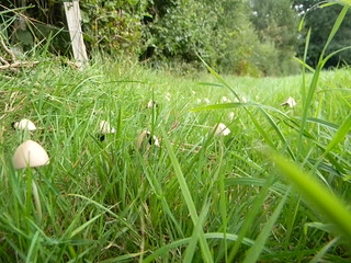 Little dinky mushrooms Forest Row Circular