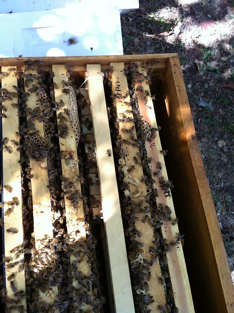 queen bank placed in hive