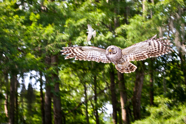 Owl of Lake Marion Swamp_0231.jpg