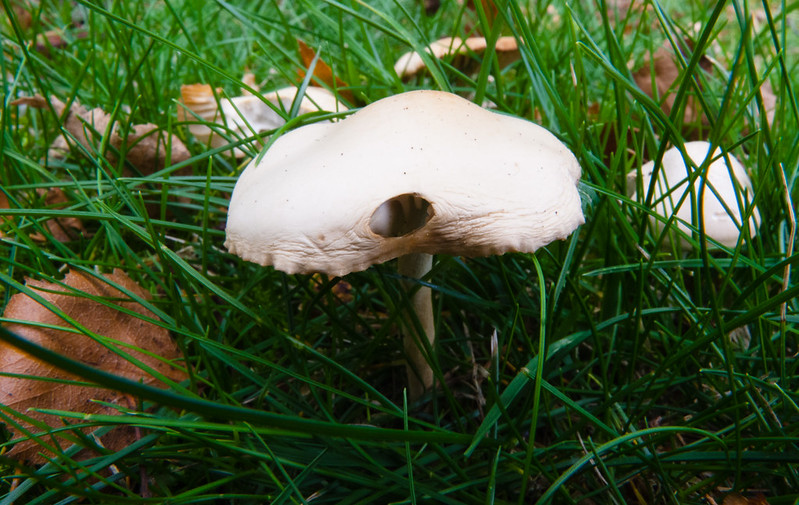 Fairy ring mushroom