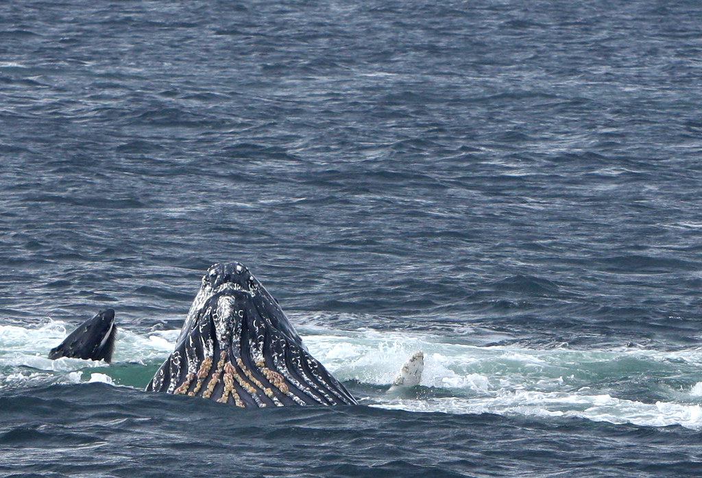 Last Matriarch Humpback Finishing Meal and Resetting the C…