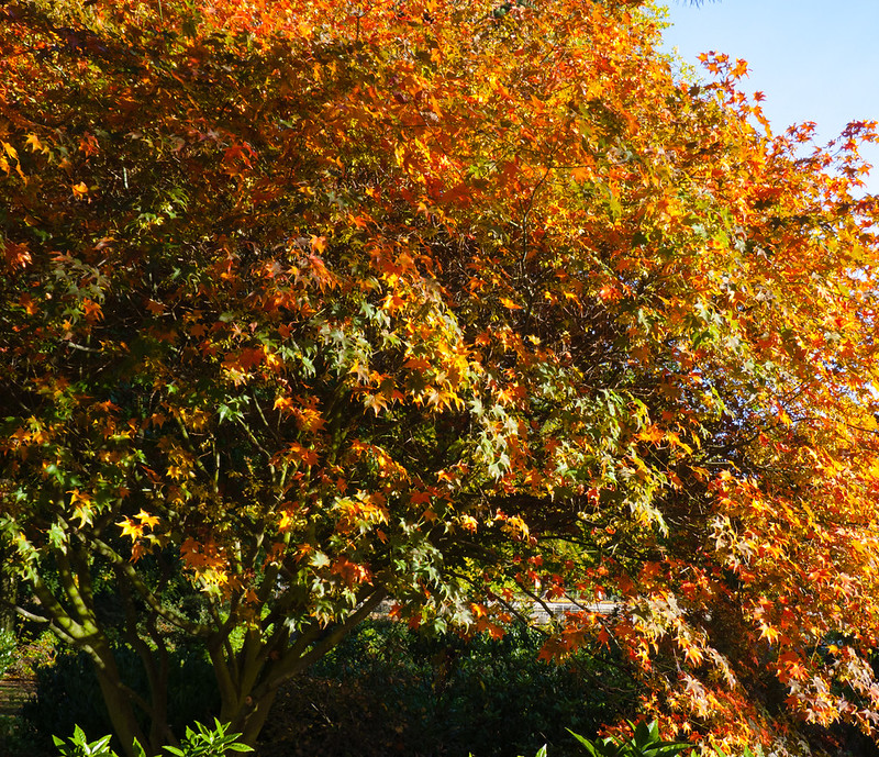 West Park Japanese acers beginning to turn, 2011