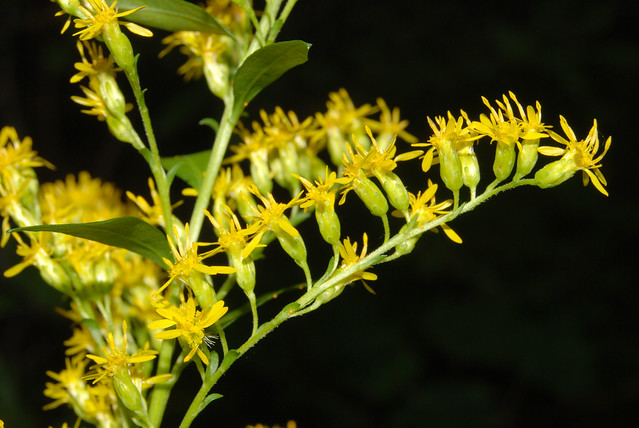 inflorescence in bloom, tall goldenrod