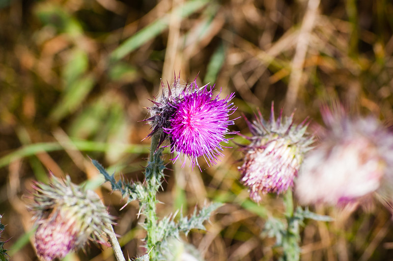 Thistle flowers