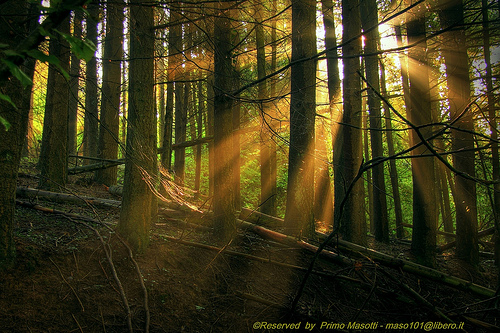 Come in una fiaba,..alba nel bosco al Monte della Riva - Z… | Flickr