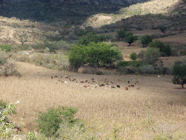 Pastoreo de borregos - Sheep grazing; camino entre San José Ayuquila y Xenostle, Región Mixteca, Oaxaca, Mexico