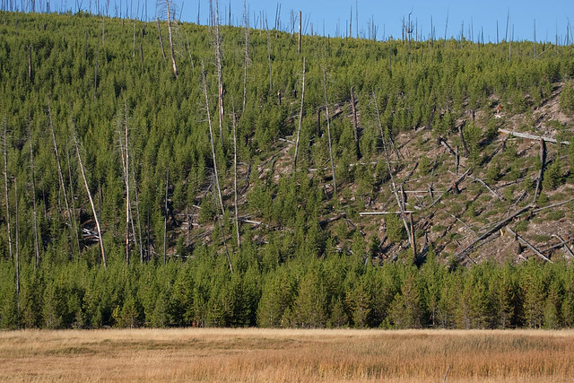 Reforestation after wildfire