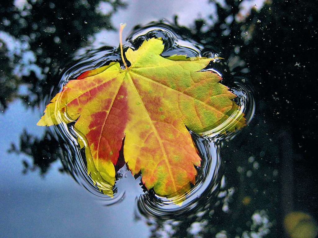 Sticky Water Surface Tension Of Water On A Leaf