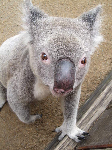 Lexis Sunshine Coast - Koala Volunteer