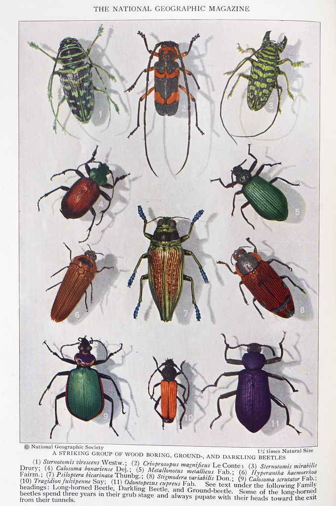 Bug Insects Rivals Plate XX - Insect Rivals of the Rainbow | From the July 1929… | Flickr