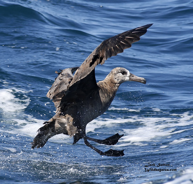 Black-footed Albatross Spash Down