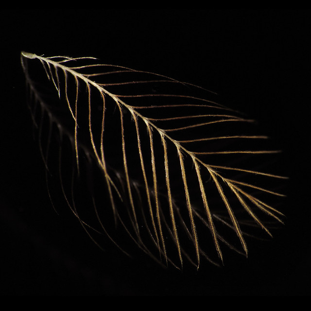 Feather On Glass