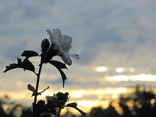 Blossoming in the Evening