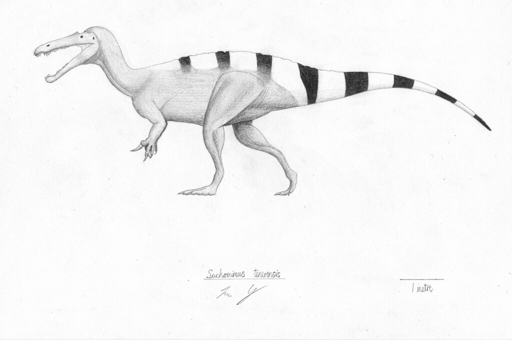 A drawing of Suchomimus tenerensis based on the excellent skeletal reconstr...