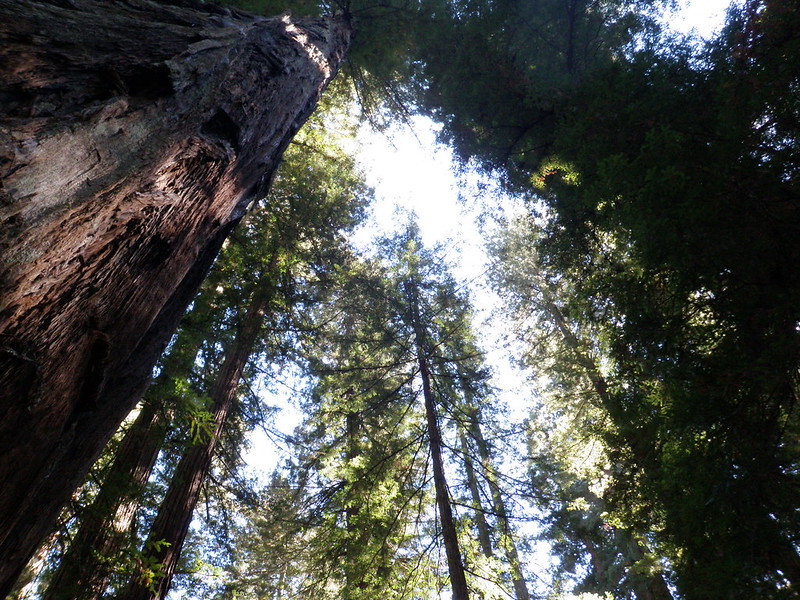 Armstrong Redwoods Guerneville-01