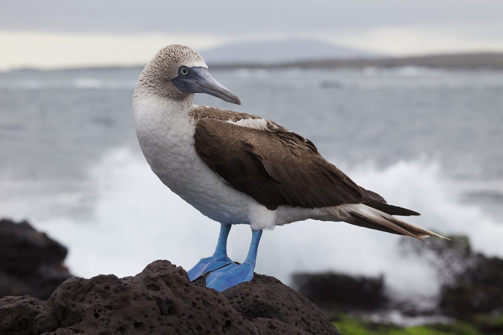 All sizes, Blue-footed Booby