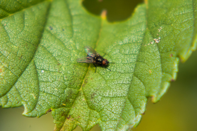 Fly resting on an ivy leaf