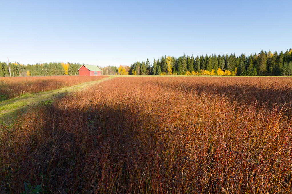 Ruska_autumn colors in tuusula-1 | olli berg | Flickr