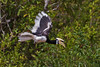 Oriental Pied Hornbill - Mahakam River, Indonesian Borneo