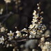 Flickr photo 'Prunus spinosa (subsp. spinosa) (48°08' N 16°27' E)' by: HermannFalkner/sokol.