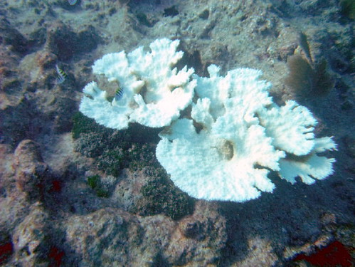 Acropora palmata- 9-21-2011 Key West | Chief Scientist John … | Flickr