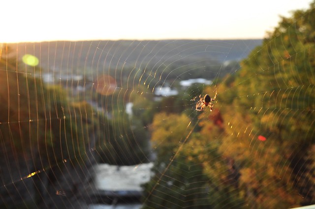 Spider in Cornell
