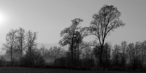 trees | bäume by panoramafan, I love trees. And here are some for you!
Ich liebe Bäume. Und hier sind ein paar für Euch!