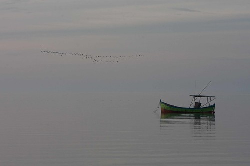 bird landscape barco natureza pelotas amanhecer laranjal