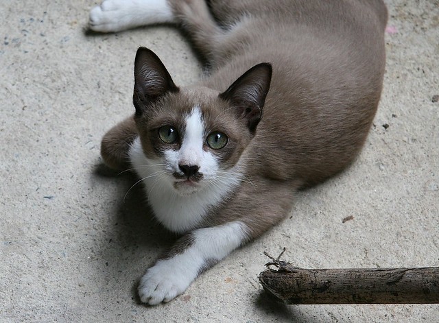 the cat with the mustache
