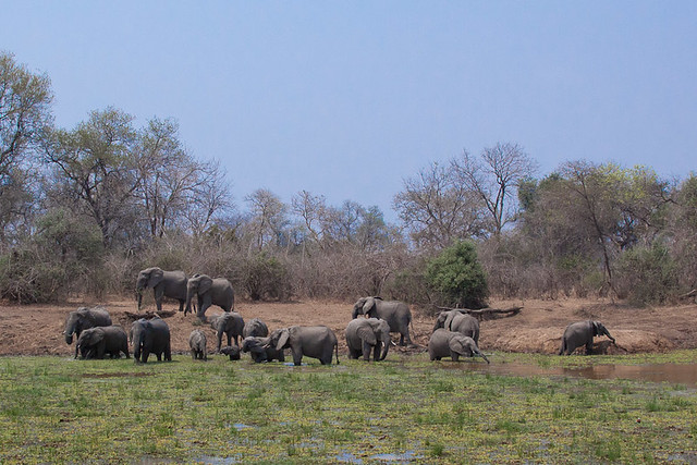 Thirsty Elephants (near Mfuwe)