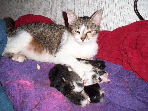 cat and kittens