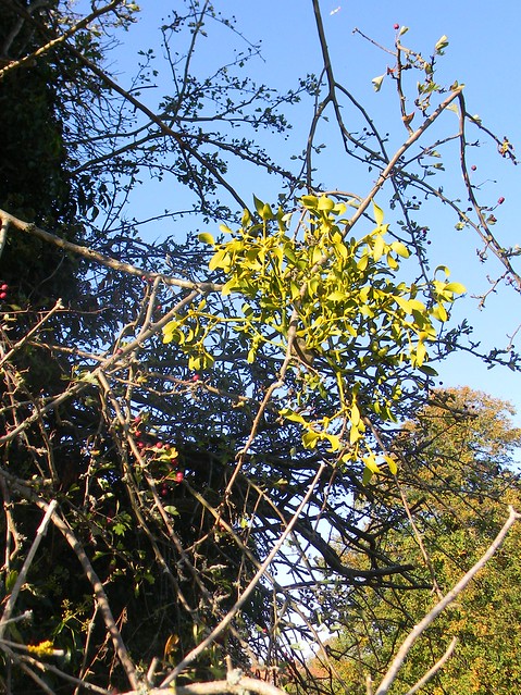 Mistletoe Guildford to Horsley
