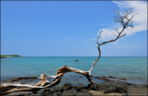 ocean tree landscape hawaii scenery bigisland anaehoomalu