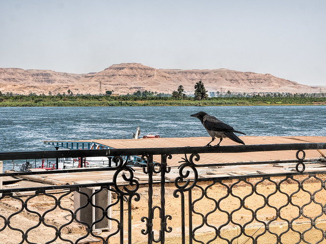 Cuervo en Luxor, Egipto