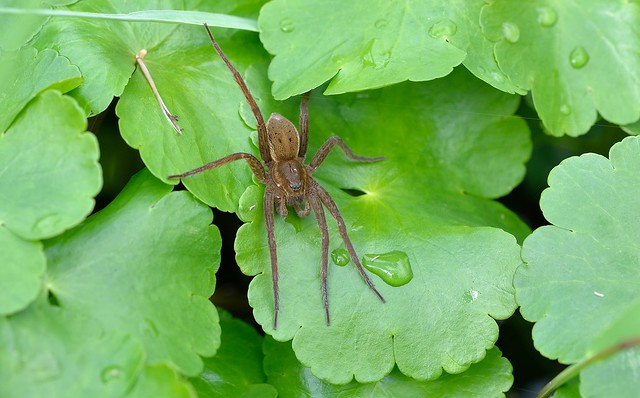 Fen Raft Spider (Dolomedes plantarius)