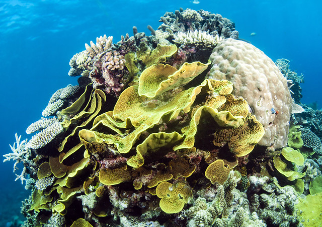 Flyn Reef coral
