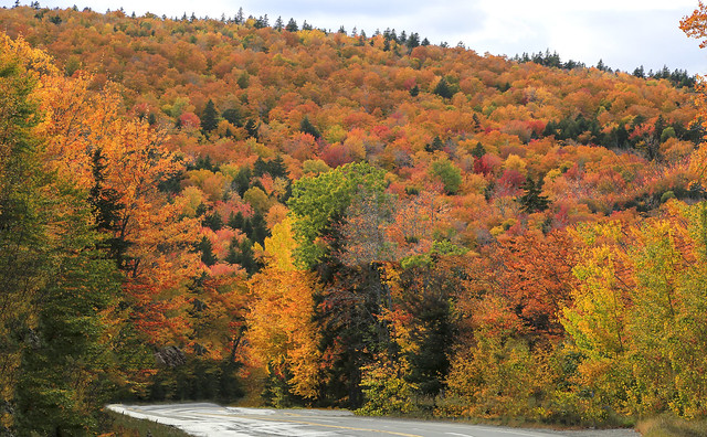 Fall color at its peak, Down East Maine