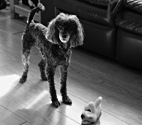 46/52 Somebody play with me! | by Bella Lisa
